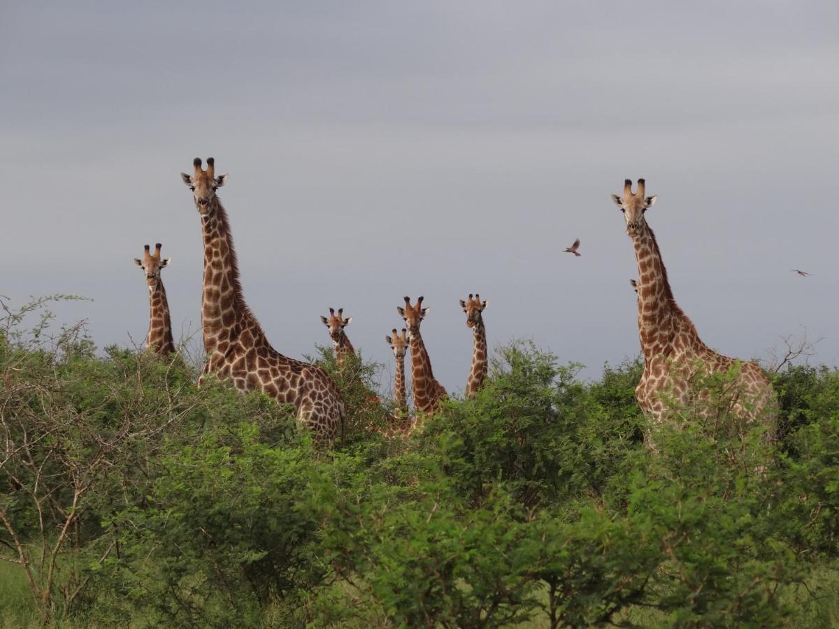 Giraffe Plains Villa มาร์ลอทพาร์ค ภายนอก รูปภาพ